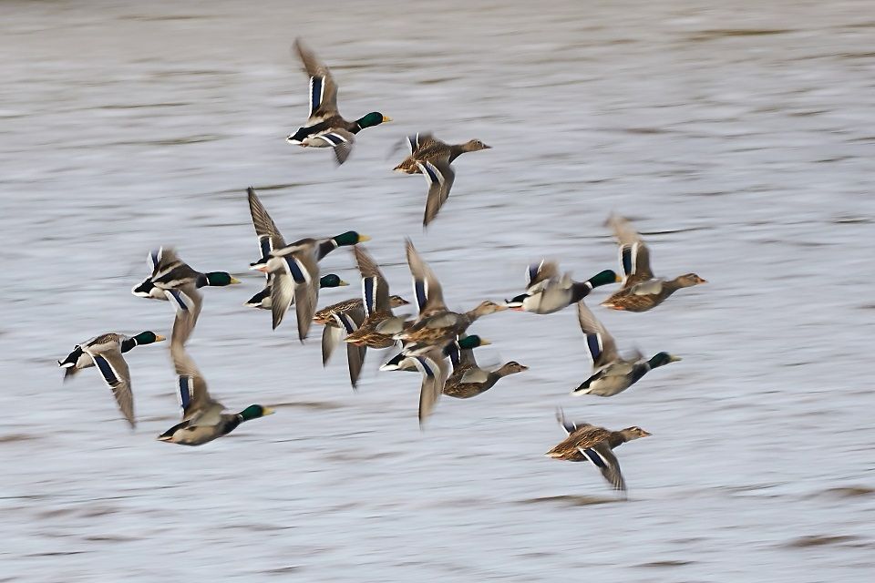 Bird flu (avian influenza): latest situation in England