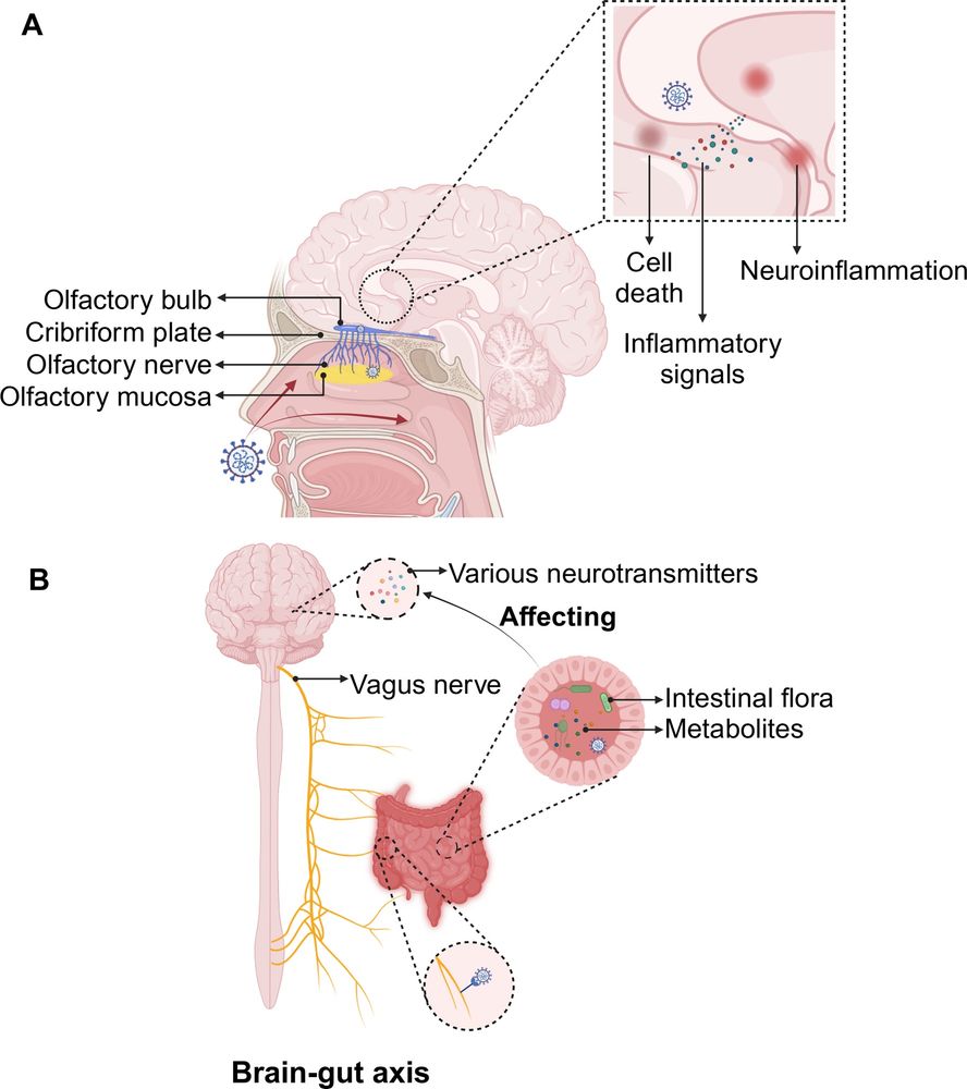 Brain gut axis