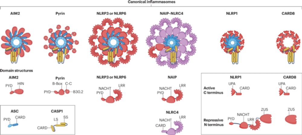 Inflammasome components as new therapeutic targets in inflammatory disease - Nature Reviews Immunology