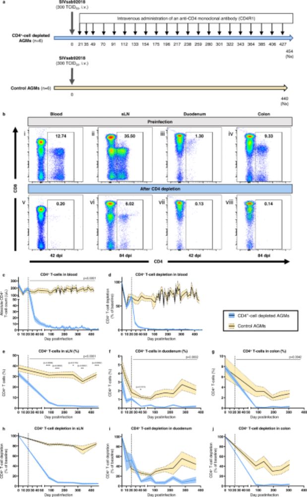 Prolonged experimental CD4+ T-cell depletion does not cause disease progression in SIV-infected African green monkeys - Nature Communications