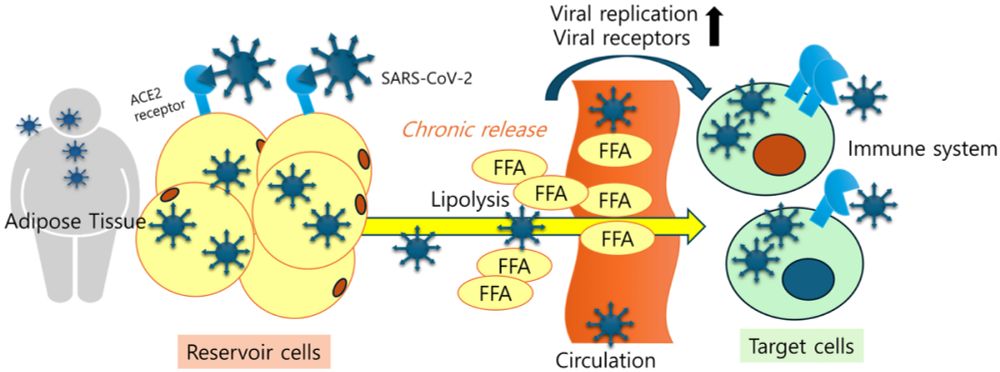 Frontiers | Obesity-compromised immunity in post-COVID-19 condition: a critical control point of chronicity