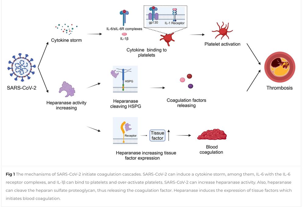 The mechanisms of SARS-CoV-2 initiate coagulation cascades. SARS-CoV-2 can induce a cytokine storm, among them, IL-6 with the IL-6 receptor complexes, and IL-1ß can bind to platelets and over-activate platelets. SARS-CoV-2 can increase heparanase activity. Also, heparanase can cleave the heparan sulfate proteoglycan, thus releasing the coagulation factor. Heparanase induces the expression of tissue factors which initiates blood coagulation.