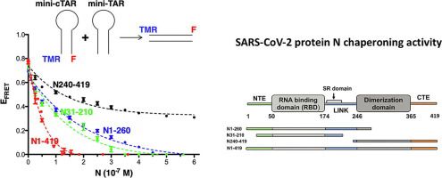 Chaperone Activity of SARS-CoV-2 Nucleocapsid Protein: RNA Annealing and Destabilization Mechanisms