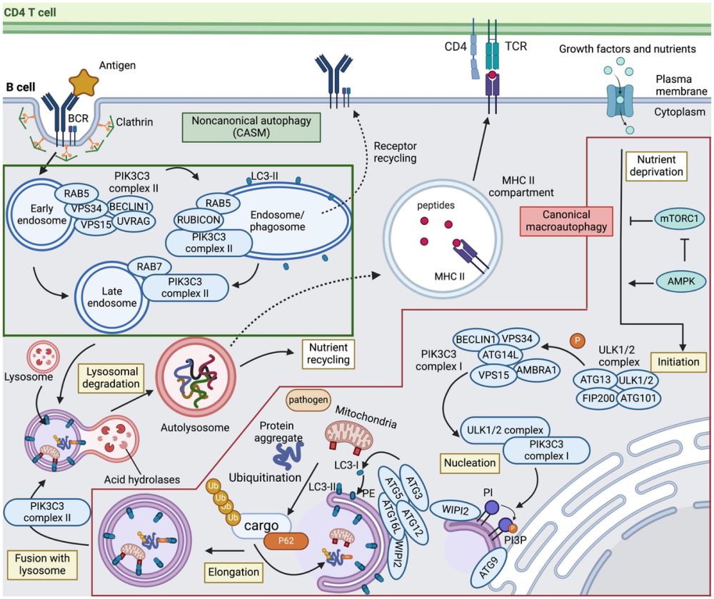 Frontiers | Role of canonical and noncanonical autophagy pathways in shaping the life journey of B cells