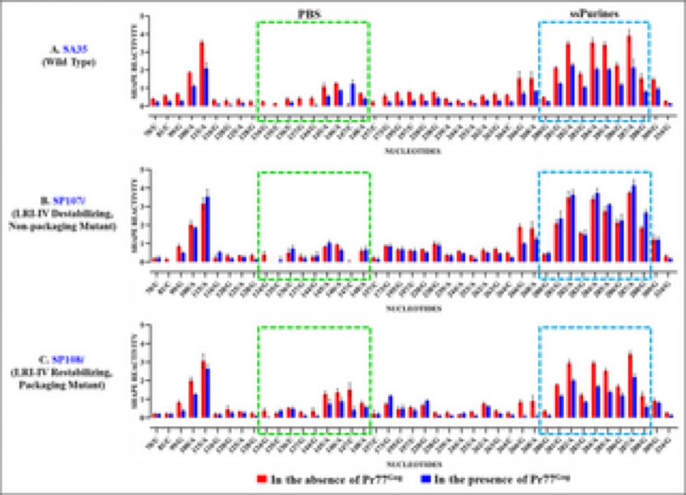 MMTV RNA packaging requires an extended long-range interaction for productive Gag binding to packaging signals