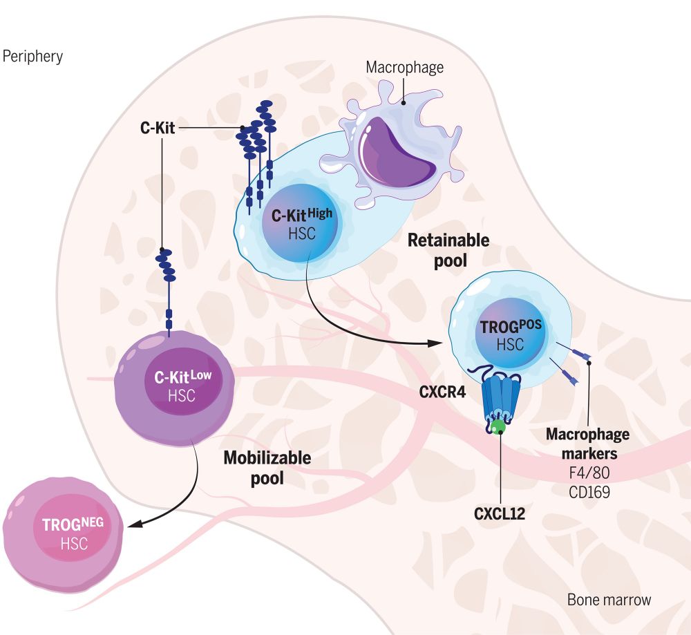 Model for C-Kit–dependent trogocytosis regulates niche retention in blood stem cells.
A subset of HSCs (marked by high C-Kit expression) can acquire membrane material from adjacent macrophages through trogocytosis (TROGPos HSC) to augment retention in the bone marrow. Stem cells with low C-Kit expression are mobilized to the peripheral blood.ILLUSTRATION: TATYANA A. HARRIS FROM THE EINSTEIN CREATIVE SERVICES TEAM