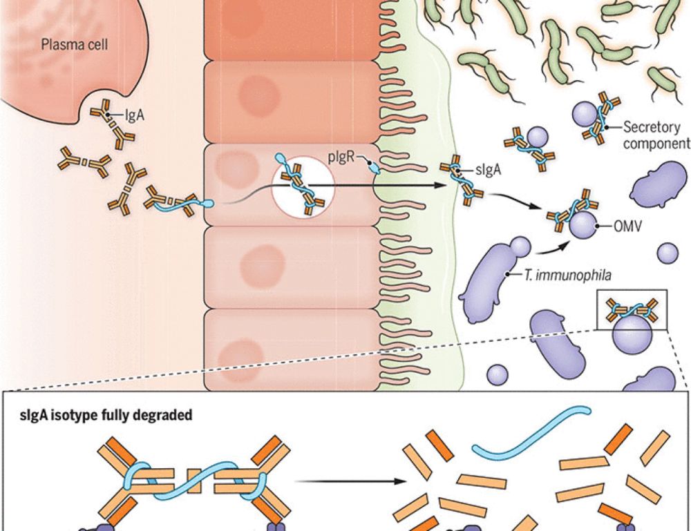 Microbial hoolIgAn dismantles gut defenses