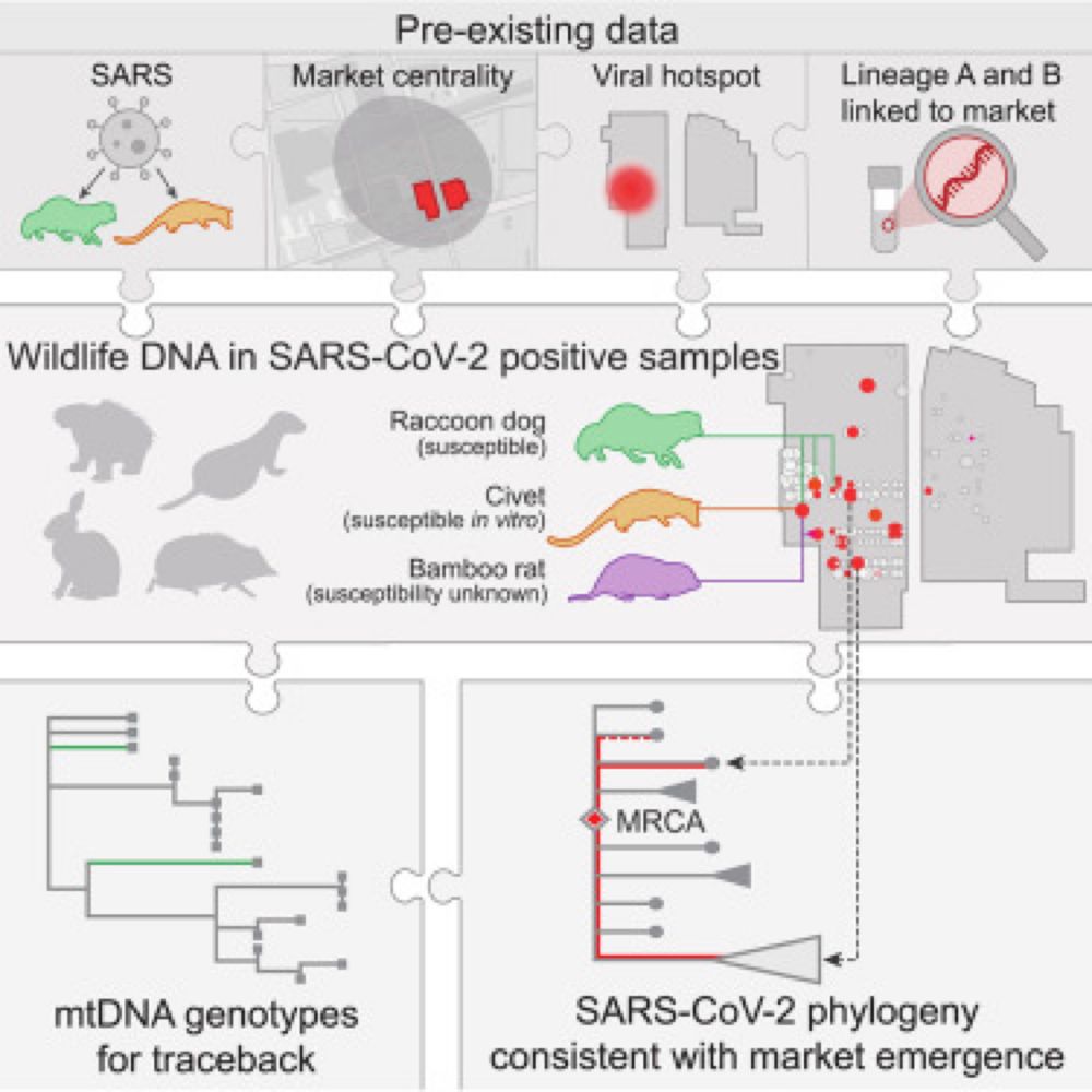 Genetic tracing of market wildlife and viruses at the epicenter of the COVID-19 pandemic