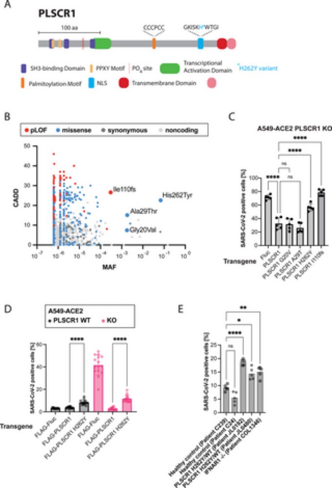 A genome-wide arrayed CRISPR screen identifies PLSCR1 as an intrinsic barrier to SARS-CoV-2 entry that recent virus variants have evolved to resist