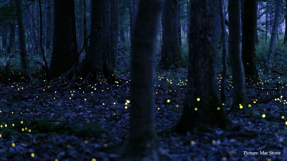 Fireflies.  Photo by Mac Stone