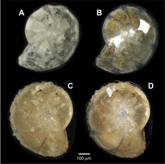 Microscope view of the shells of four fossil foraminifera, each about the size of a grain of sand.  This is Fig 4 from the study, showing good vs infilled specimens. See paper for the full caption https://doi.org/10.1016/j.gloplacha.2025.104924