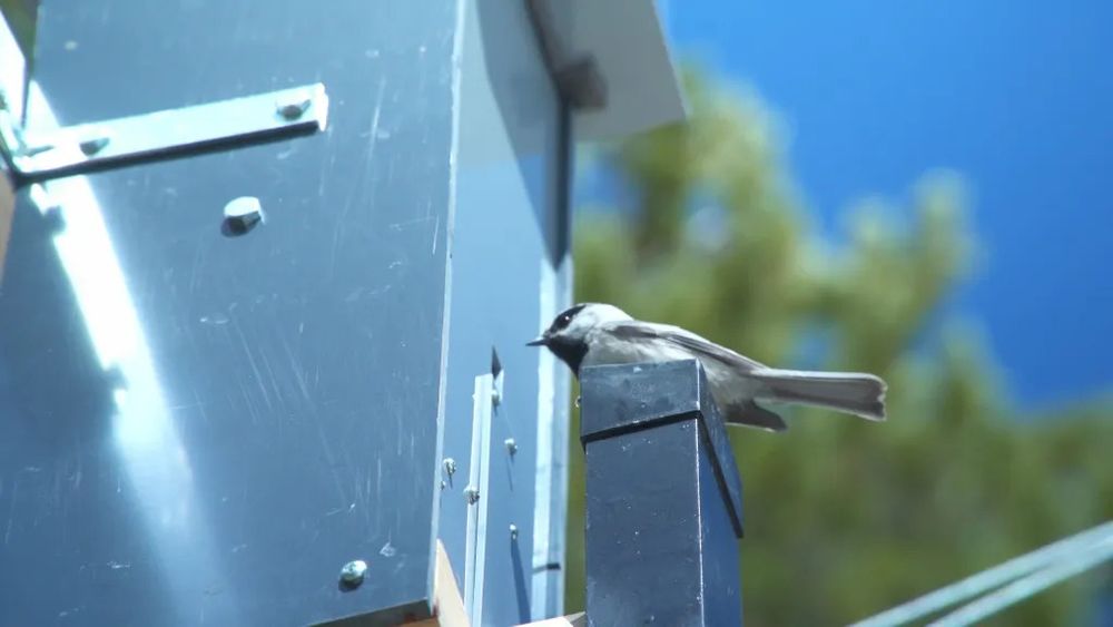 A mountain chickadee eats seeds from an auto feeder after landing on the perch that matches its radio tag and opens the feed door. (Nicholas Goda, via University of Colorado Boulder)