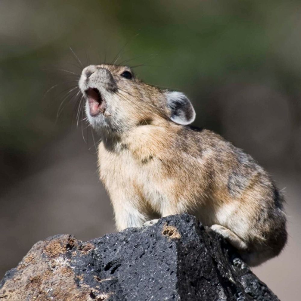 An adult pika stands on a rock with its mouth open, making a call. Photo: Becca Barkley 2010

