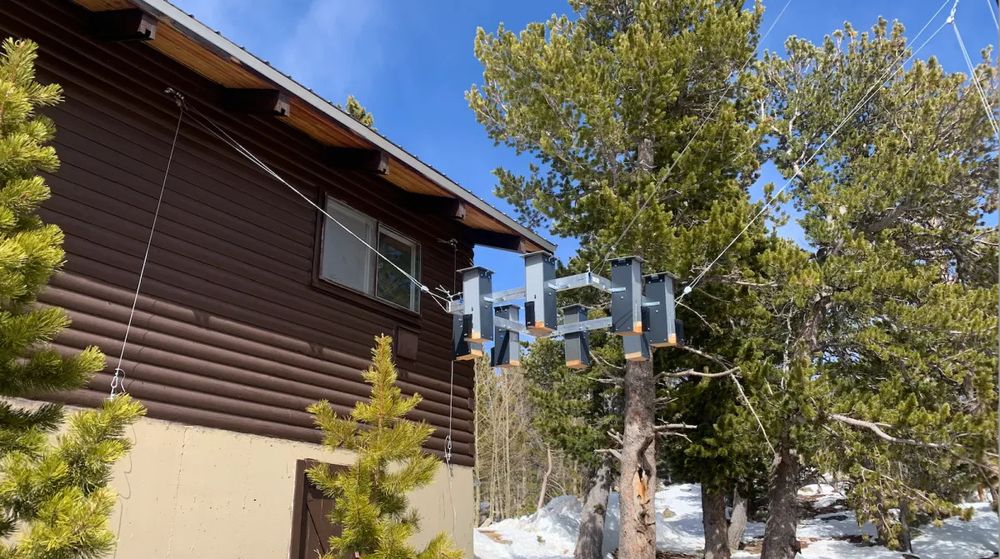 One of the feeding arrays set up at CU Boulder’s mountain research station (Yvaine Ye, CU Boulder)