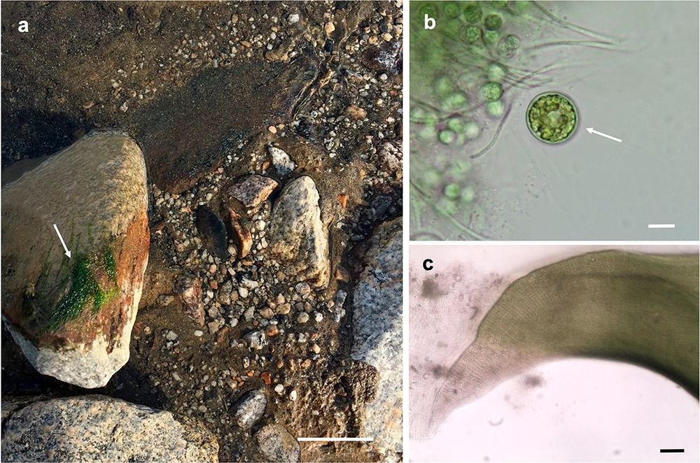 Images of green algae found in the main thalweg of Adams Stream in Miers Valley. a. Thin, filamentous mat attached to the base of larger rocks; b. coccoid Pleurastrum colonies in the filamentous matrix and among cyanobacteria; c. multiseriate Prasiola fronds. Figure 5 from Matula et al, 2025, Antarctic Science https://doi.org/10.1017/S0954102025000203 