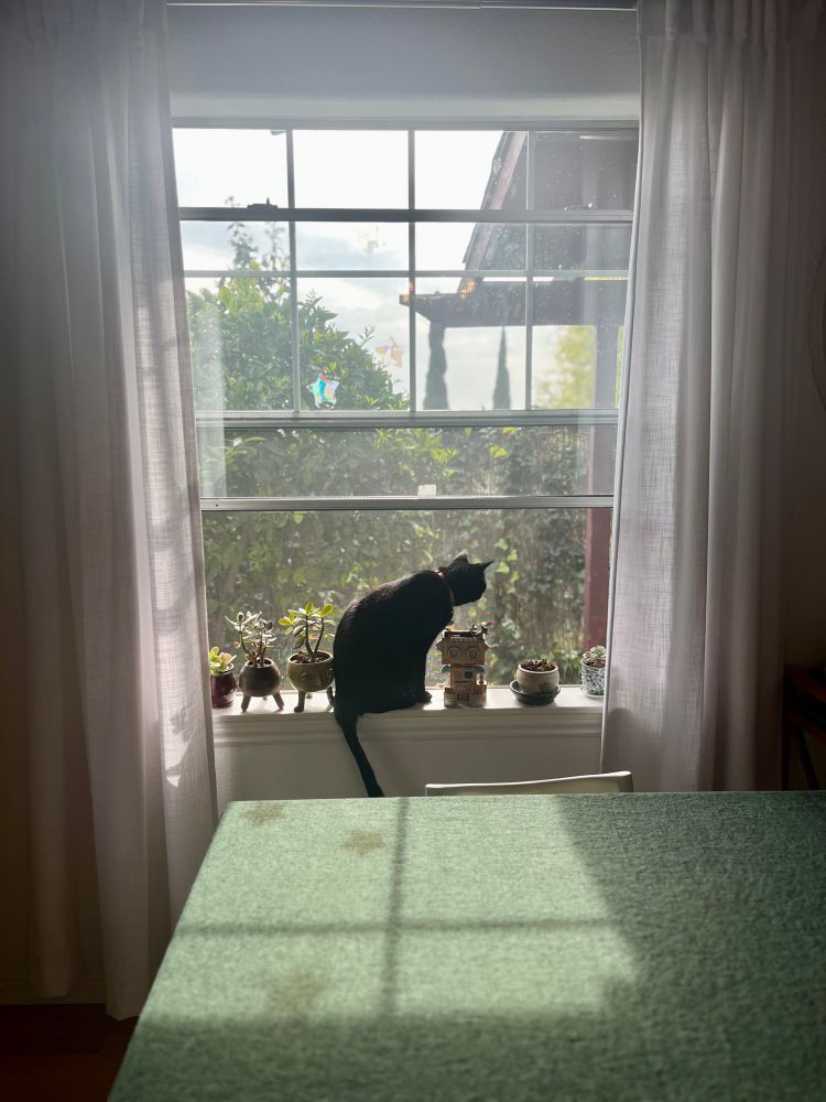 A greyer picture of my cat Poe in a sunny window. A photo from my iPhone.
