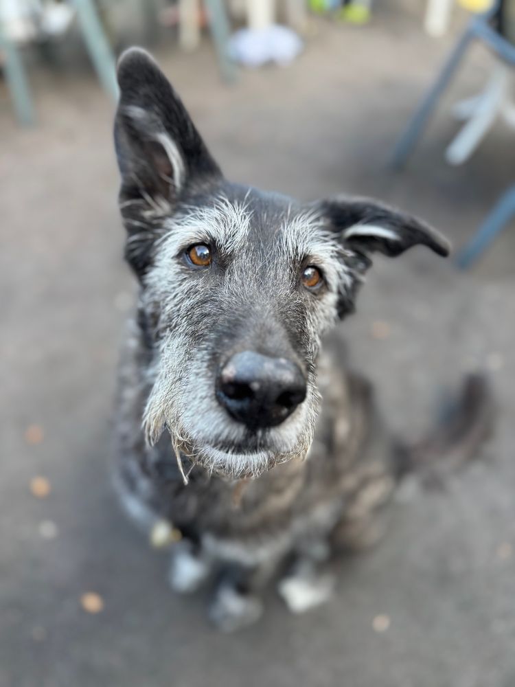 photo of my dog Poppy! taken using an iphone in portrait mode, so her face is in focus but everything else is slightly out of focus. she is using her cuteness power to achieve a bite of pizza, i’m not sure if it worked but i wouldn’t be surprised