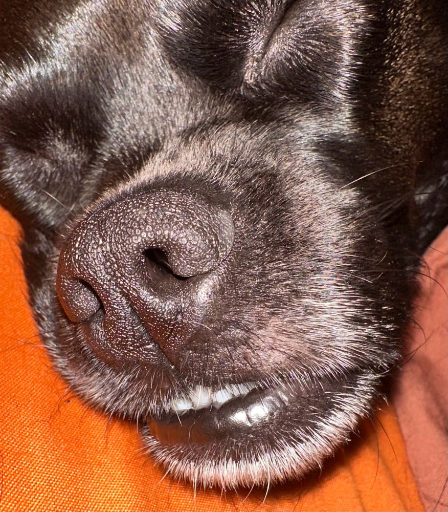 Close up photo of a black dog sleeping. 