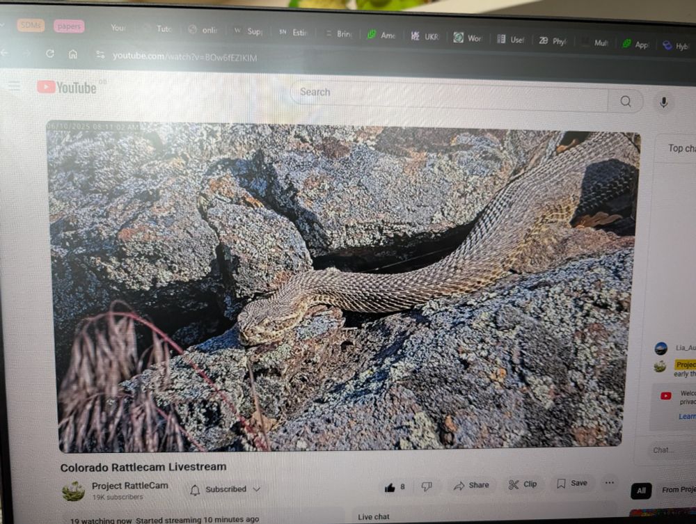 A picture of a Livestream on a computer monitor from the "rattlecam" project which is a Livestream showing rattlesnake hibernacula. On screen is a rattlesnake basking on some rocks in the morning sun. 
