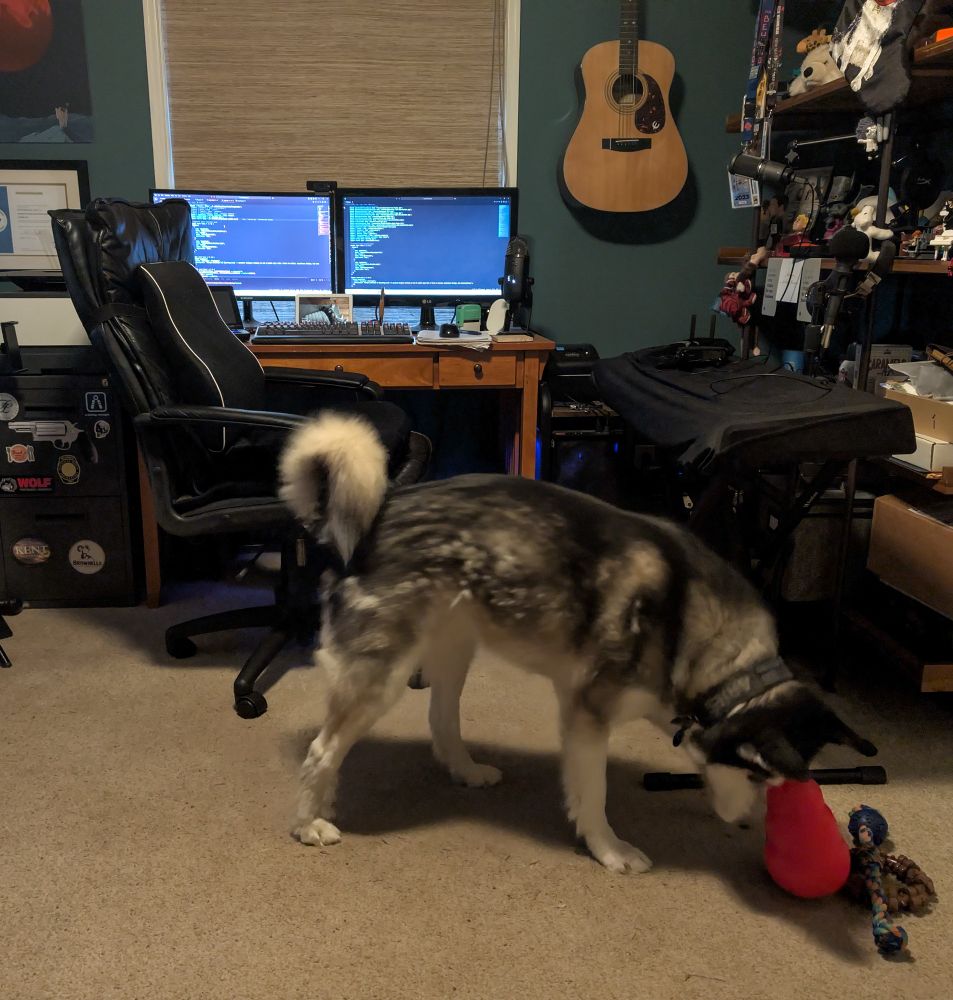 A black and white Siberian Husky playing with a red topple toy in front of a computer desk with two monitors displaying code. 