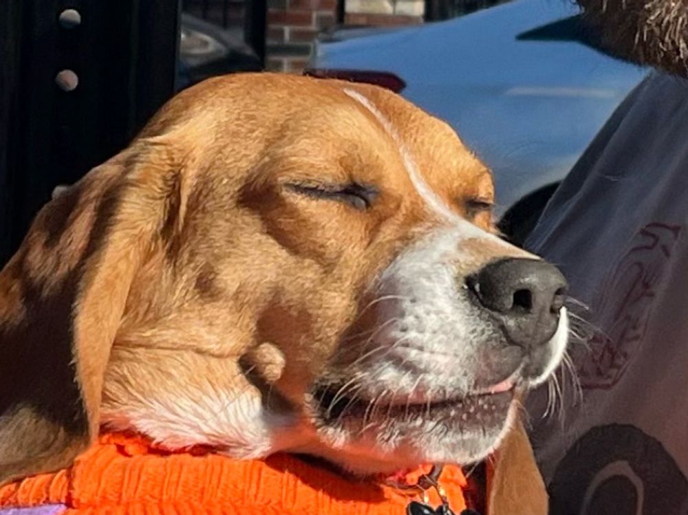 Beagle with his eyes closed, cropped in close in just his face. Being held up by two people in an orange sweater. Relaxed. 