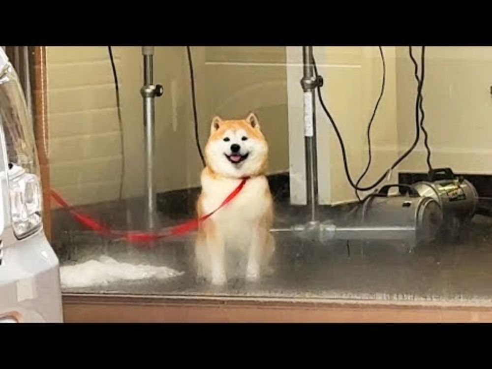 ペットホテルの窓から迎えの家族を発見し、満面の笑みでおりこうな様子を見せつける柴犬→喜び大爆発