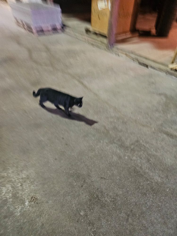 A slightly blurry pic of a black cat walking across a lumberyard. 