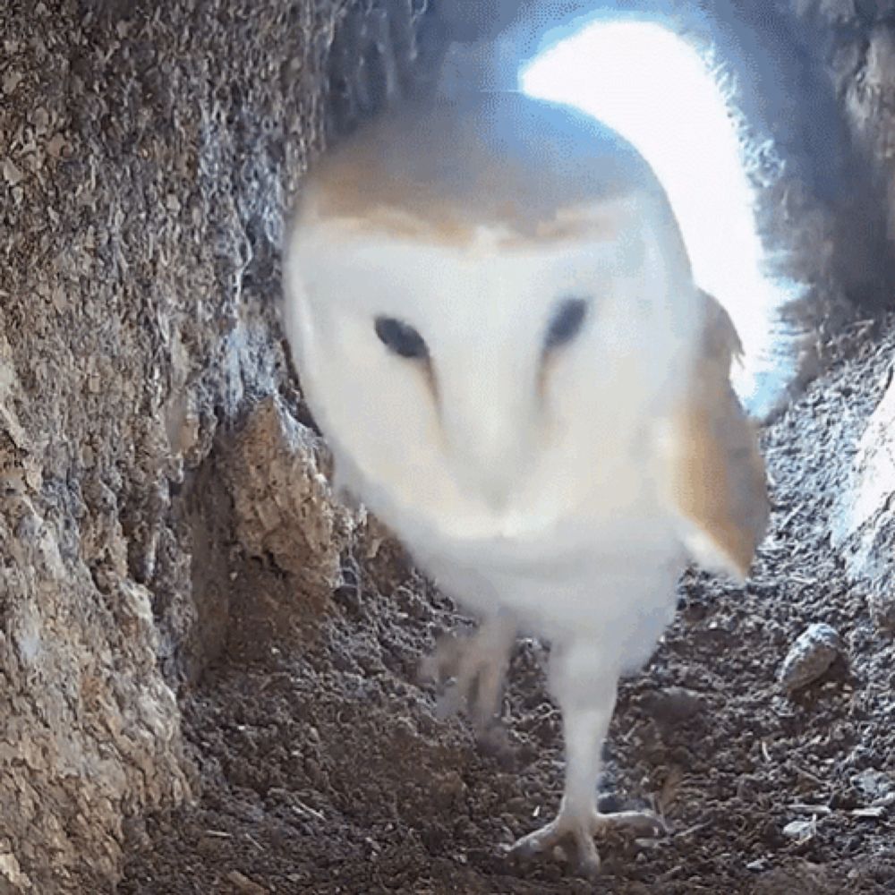 What'S This Barn Owl GIF