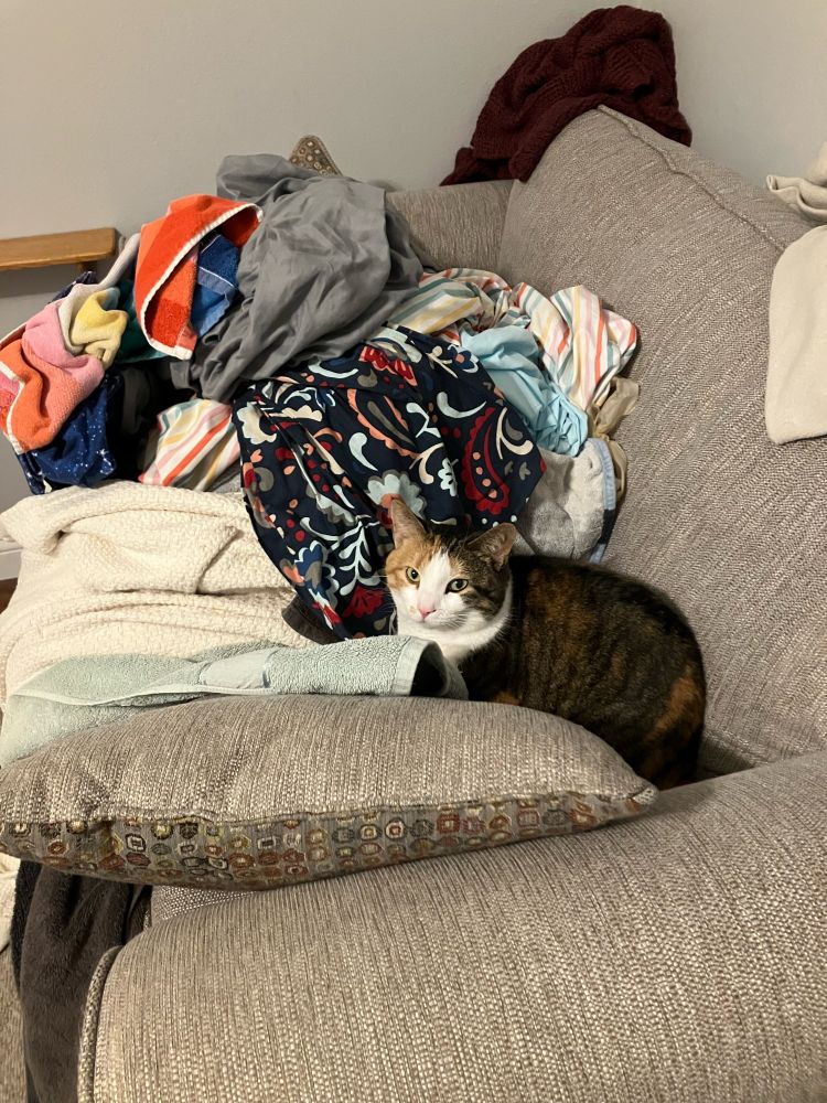 A cute cat takes refuge on a couch behind a pile of clean laundry 