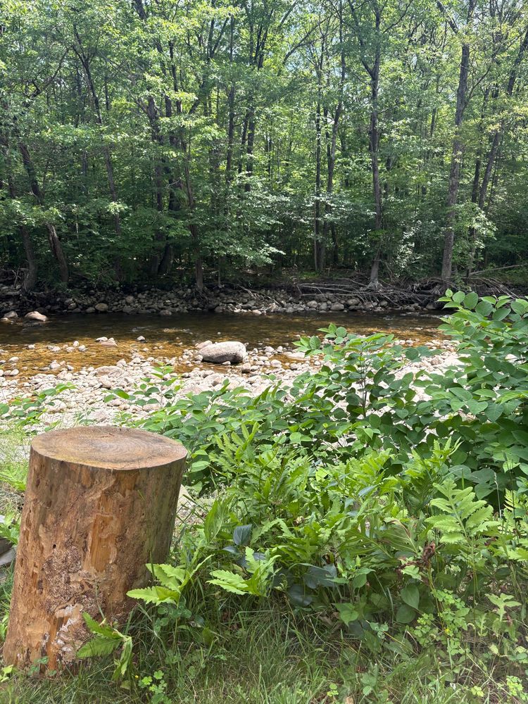 a stump, some greenery, and a rocky stream 