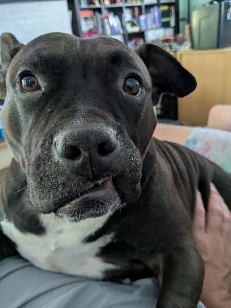 The cutest dog in the world, being cute, with her lip stuck up on her tooth.