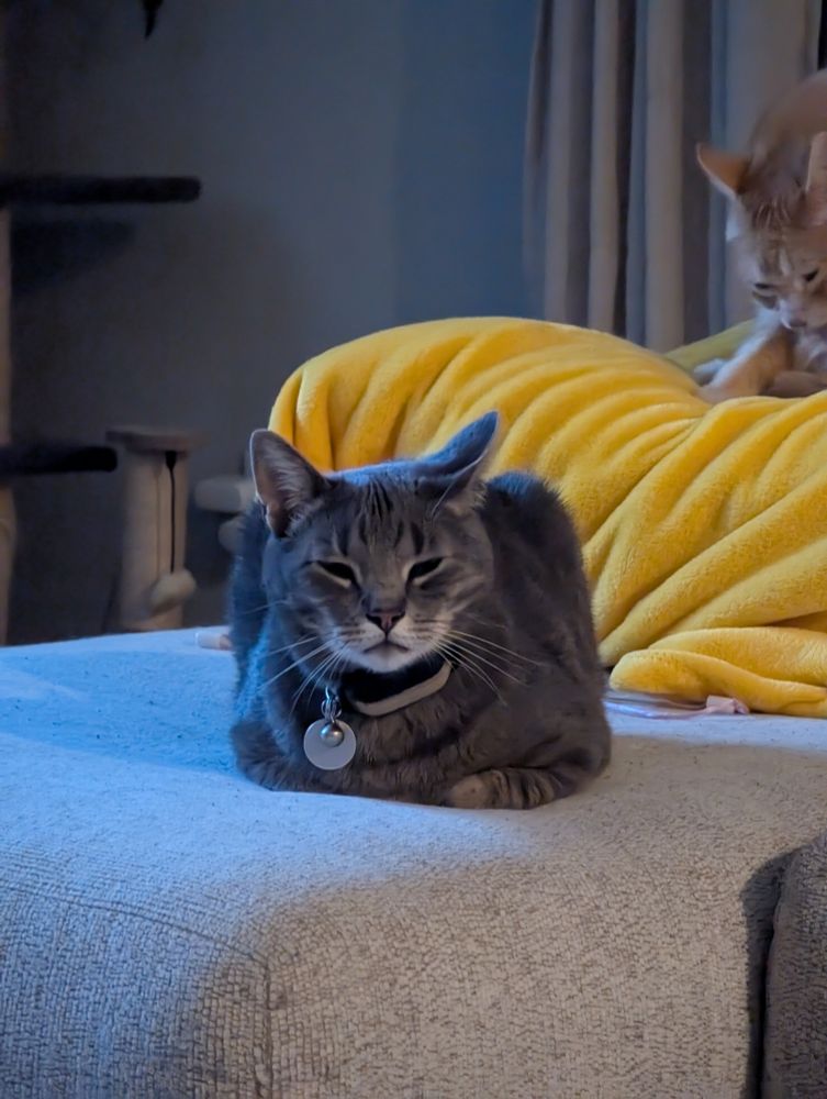 A gray cat, looking very square. A ginger cat licks in the backgrounds