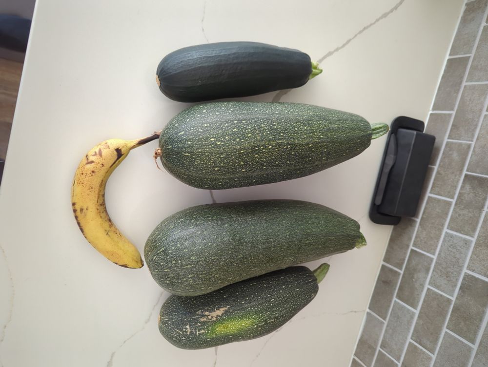 Two normal size zucchini, to very fat zucchinis and a banana for scale