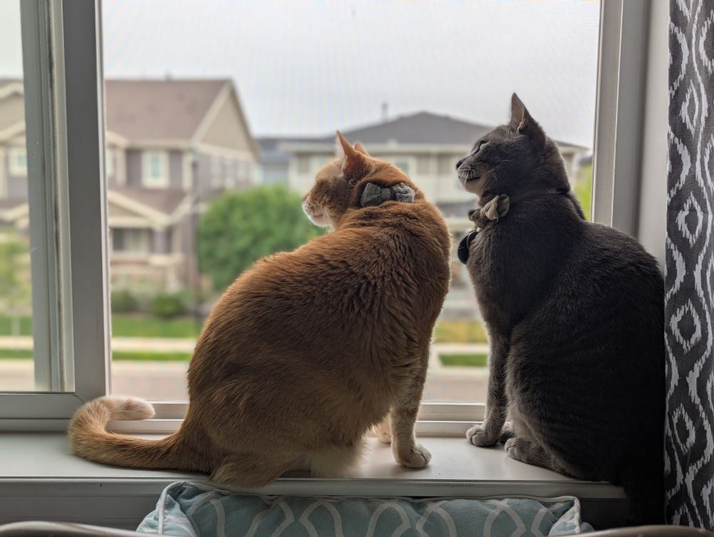 Two cats stare at a bird in a tree occasionally making chirping noises. The bird squawks sometimes.