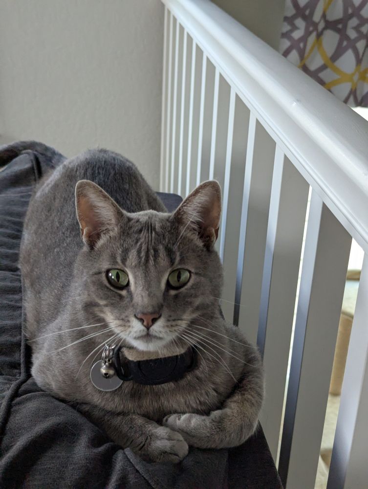 Milo loafing on the back of a couch