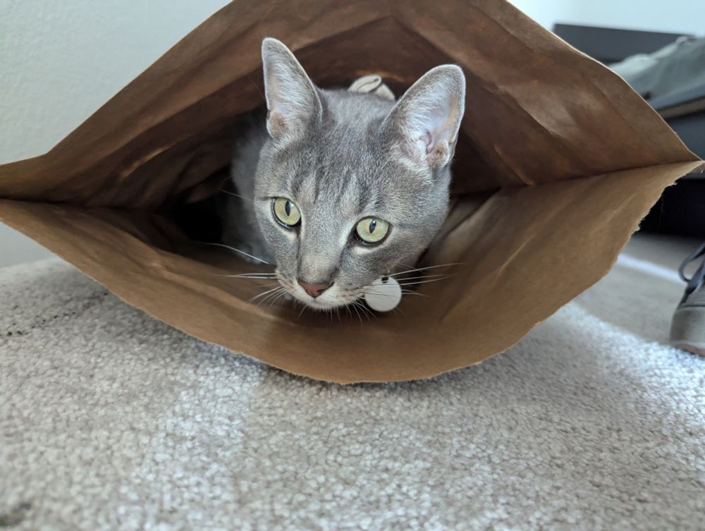 A grey cat, hanging out in a paper bag