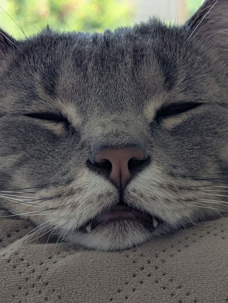 An extreme close up of Milo sleeping in his cat ed. With his teefers hanging out. 