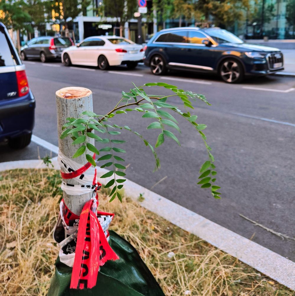 Ein auf Hüfthöhe abgesägter Stadtbaum zwischen Parkplätzen, mit einem dünnen Trieb und Blättern unterhalb der TRENNUNG