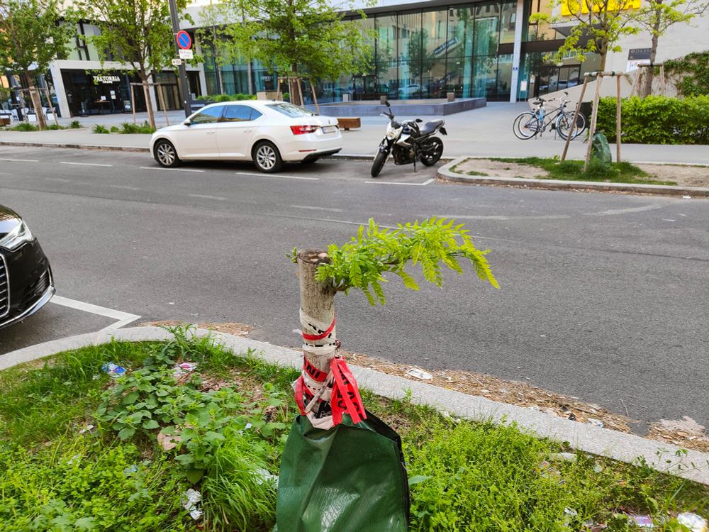 Ein auf Hüfthöhe abgesägter Stadtbaum zwischen Parkplätzen, mit einem bereits dickeren Trieb und deutlich mehr Blättern unterhalb der TRENNUNG, rund 7 Monate danach.
