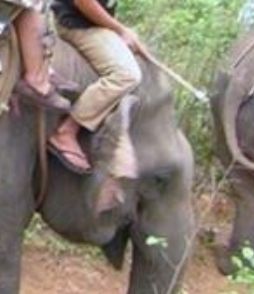 rosto de uma elefante fêmea com olhos semicerrados e boca um pouco aperta, parecendo sorridente