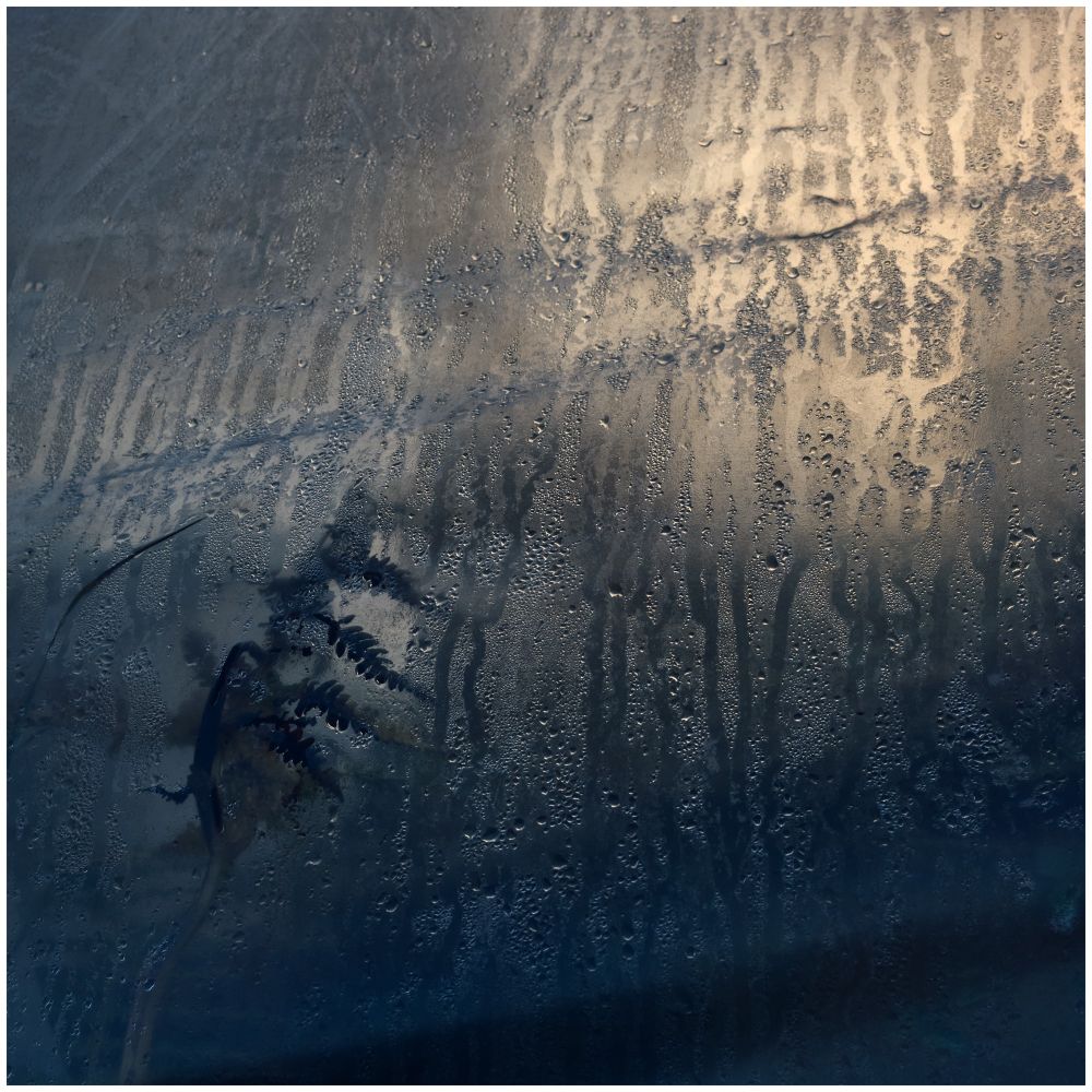 Backlit bracken and condensation.
Leica M11, 35 Summilux-M ASPH