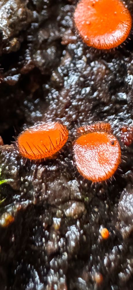 Scutellinia sp, eyelash fungus
