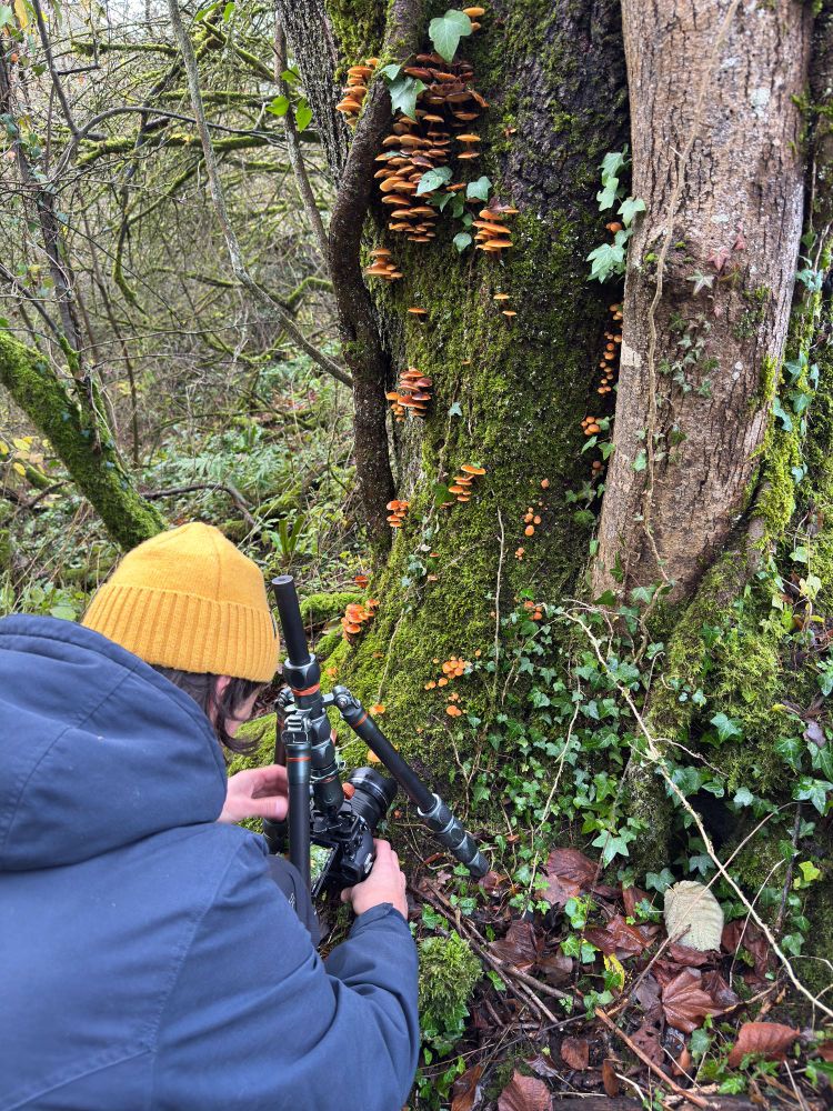 Max photographing the fungi on a tree