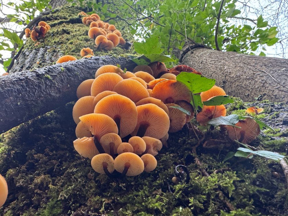 Flammulina sp (Velvet shank / enoki)