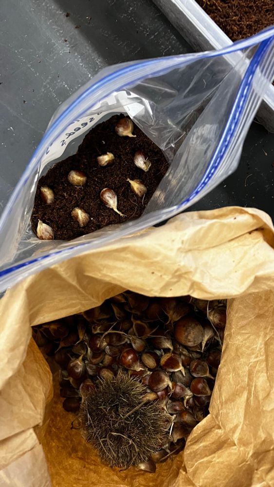 Chestnuts in a paper bag and in coconut fiber for stratification