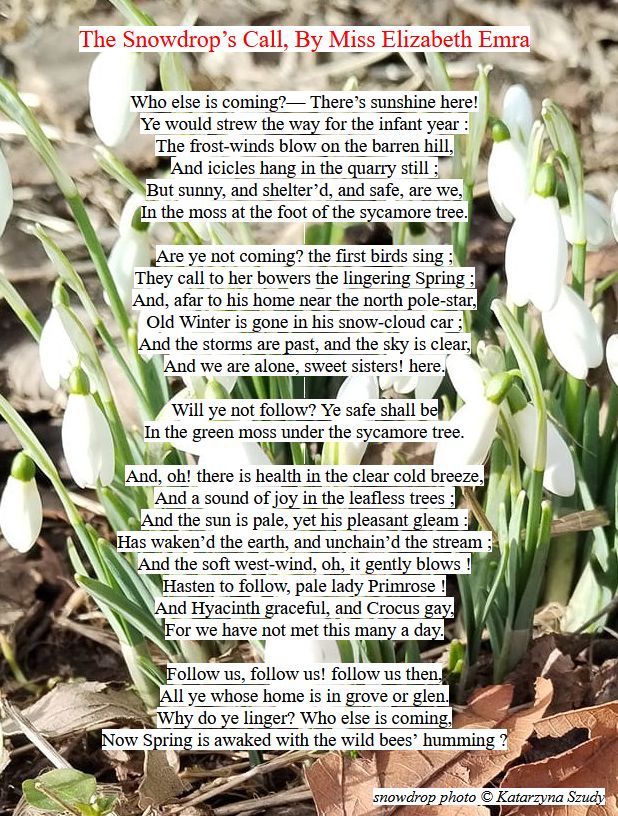 Text of poem on a background photo of snowdrops in flower:

The Snowdrop’s Call, By Miss Elizabeth Emra

Who else is coming?— There’s sunshine here!
Ye would strew the way for the infant year :
The frost-winds blow on the barren hill,
And icicles hang in the quarry still ;
But sunny, and shelter’d, and safe, are we,
In the moss at the foot of the sycamore tree.

Are ye not coming? the first birds sing ;
They call to her bowers the lingering Spring ;
And, afar to his home near the north pole-star,
Old Winter is gone in his snow-cloud car ;
And the storms are past, and the sky is clear,
And we are alone, sweet sisters! here.

Will ye not follow? Ye safe shall be
In the green moss under the sycamore tree.

And, oh! there is health in the clear cold breeze,
And a sound of joy in the leafless trees ;
And the sun is pale, yet his pleasant gleam :
Has waken’d the earth, and unchain’d the stream ;
And the soft west-wind, oh, it gently blows !
Hasten to follow, pale lady Primrose !
And Hyacinth graceful, and Crocus gay,
For we have not met this many a day.

Follow us, follow us! follow us then,
All ye whose home is in grove or glen.
Why do ye linger? Who else is coming,
Now Spring is awaked with the wild bees’ humming ?