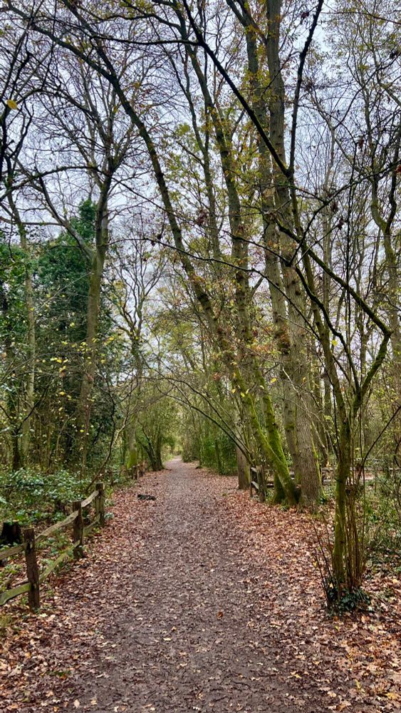 Photograph of a path through woodland: the ground undulates slightly: the remains of medieval ridge and furrow ploughing, when Worcester Woods was open farmland owned by the nuns of the Whiteladies nunnery, Worcester.