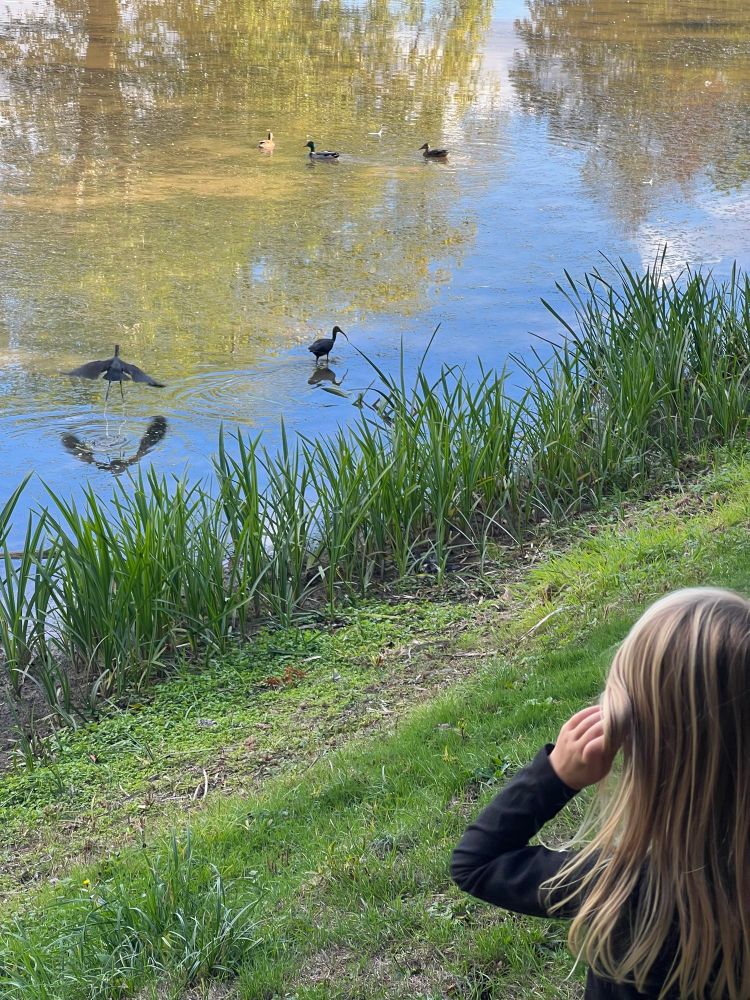 Photograph showing back of head of small child standing on a path at bottom right. In centre left of image are two glossy ibis feeding in the shallow margins of a lake. One is just taking off.