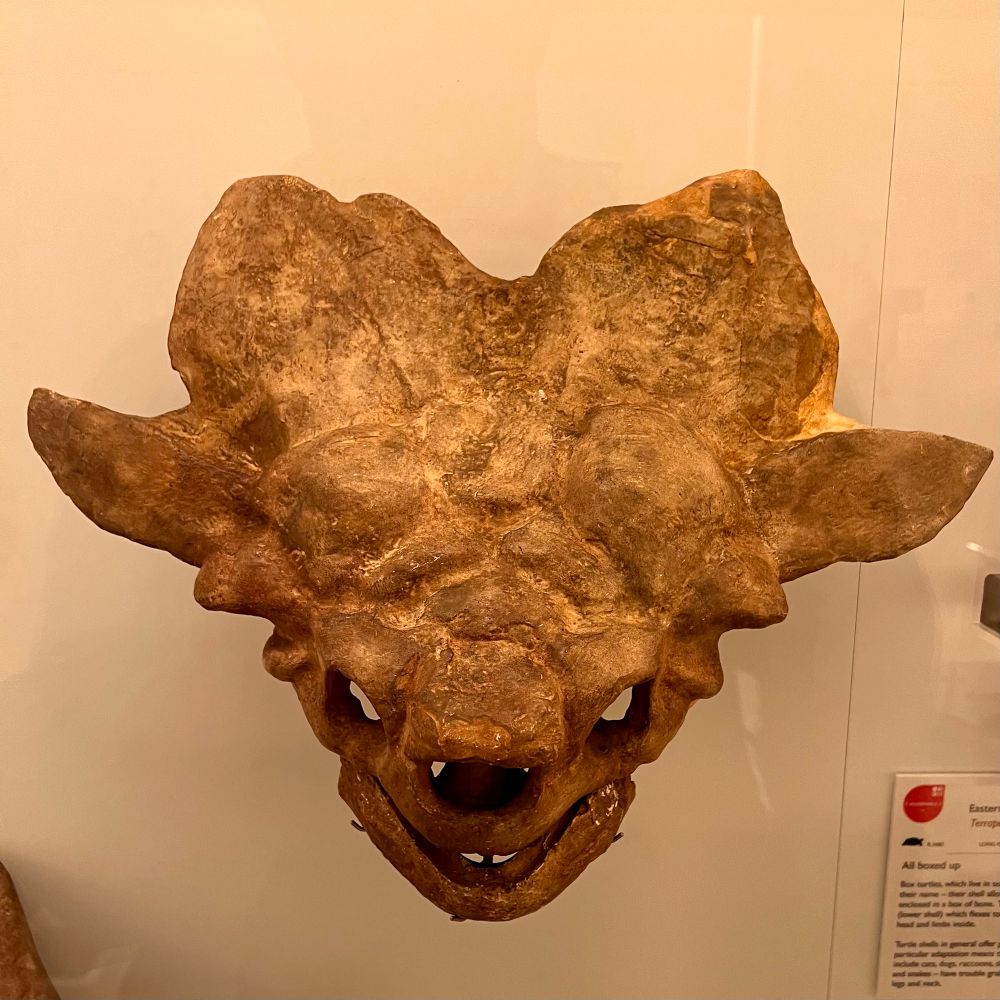 Photograph of a cast of the skull of Ninjemys oweni, a giant horned turtle that would have weighed circa 200kg. One of many impressively oddball megafauna species that roamed Pleistocene Australia. And yes, it is named after the Teenage Mutant Ninja Turtles.