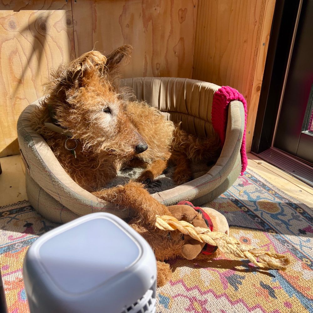 A brown-coated Irish Terrier with greying eyes and muzzle reclines in a dog bed in the corner of a wooden garden office, front paw resting on a chew. In the foreground, placed on a patterned rug, is an electric fan.